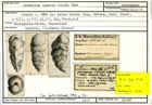 Karteikarte zum Holotyp von Gaudryina insecta Stache, 1864